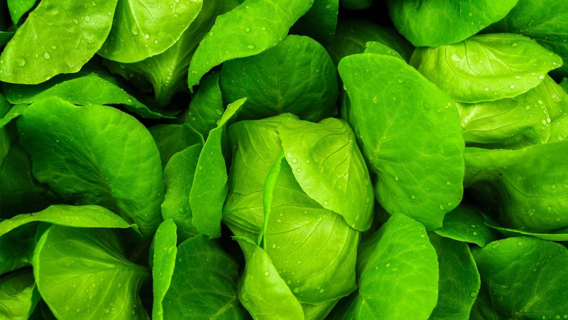 Vitamin K – Quellen: Grünes Gemüse