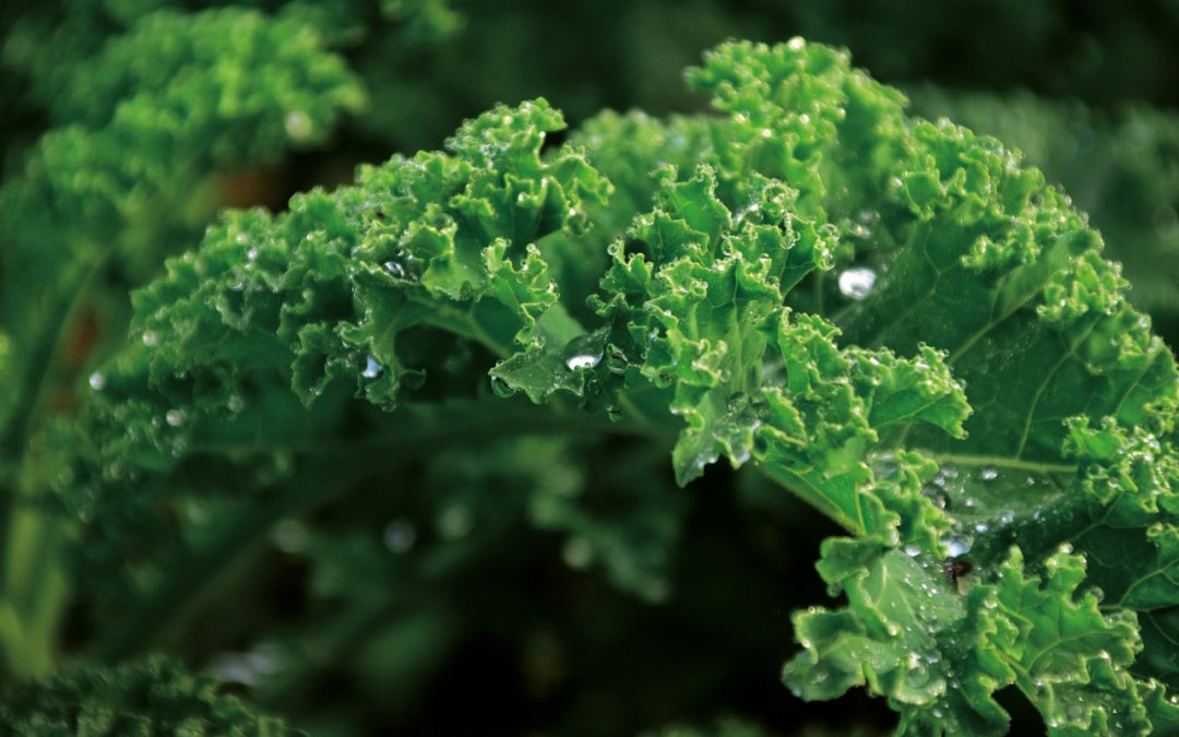 Grünkohl… unser Lieblingsgemüse im Januar