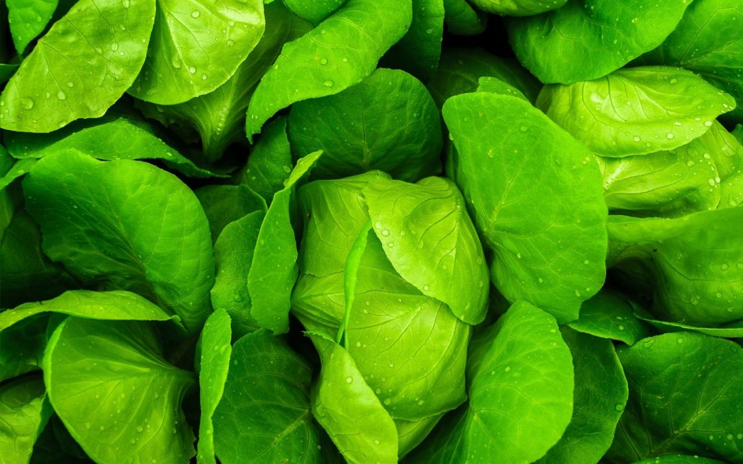 Vitamin K – Quellen: Grünes Gemüse