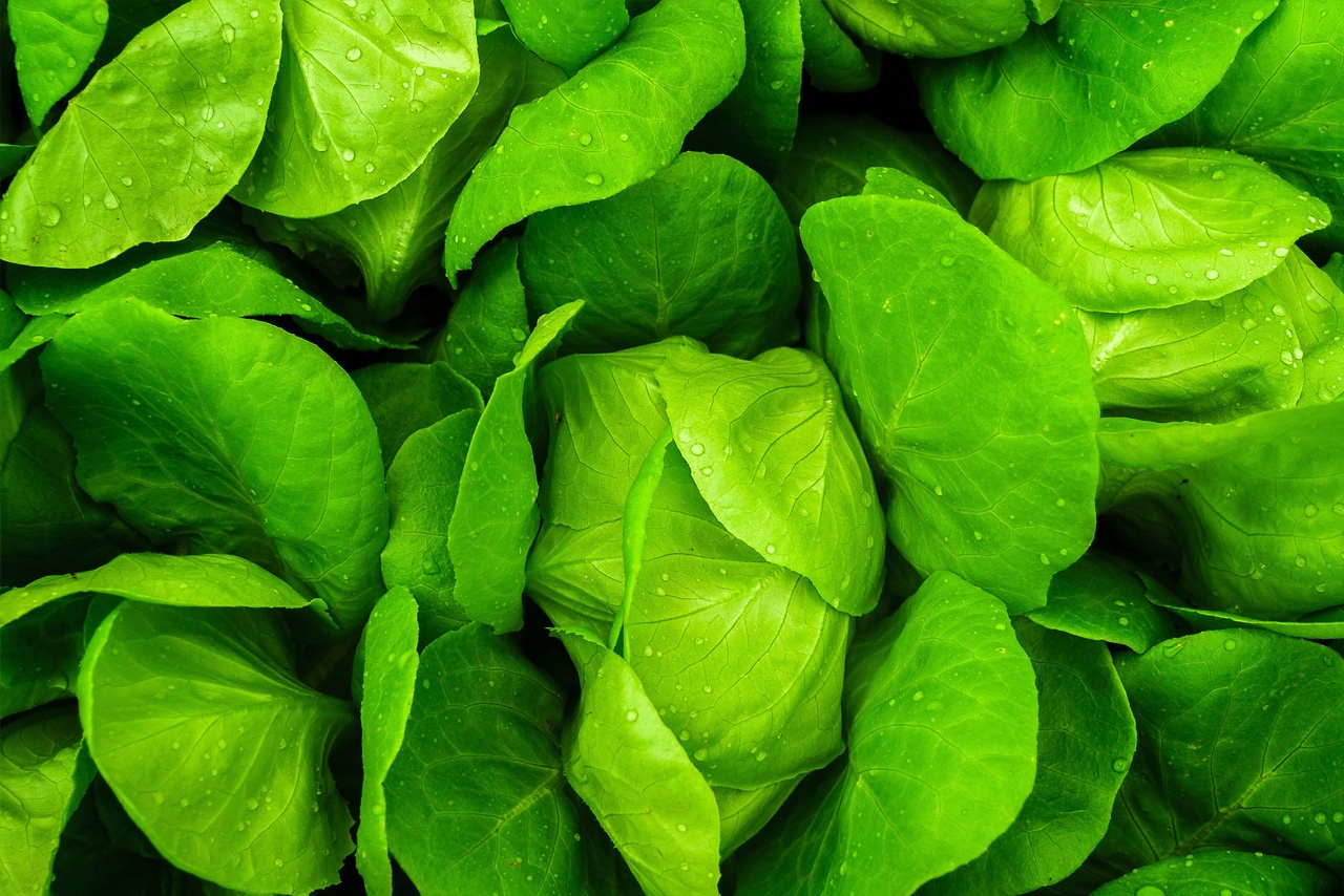 Vitamin K – Quellen: Grünes Gemüse