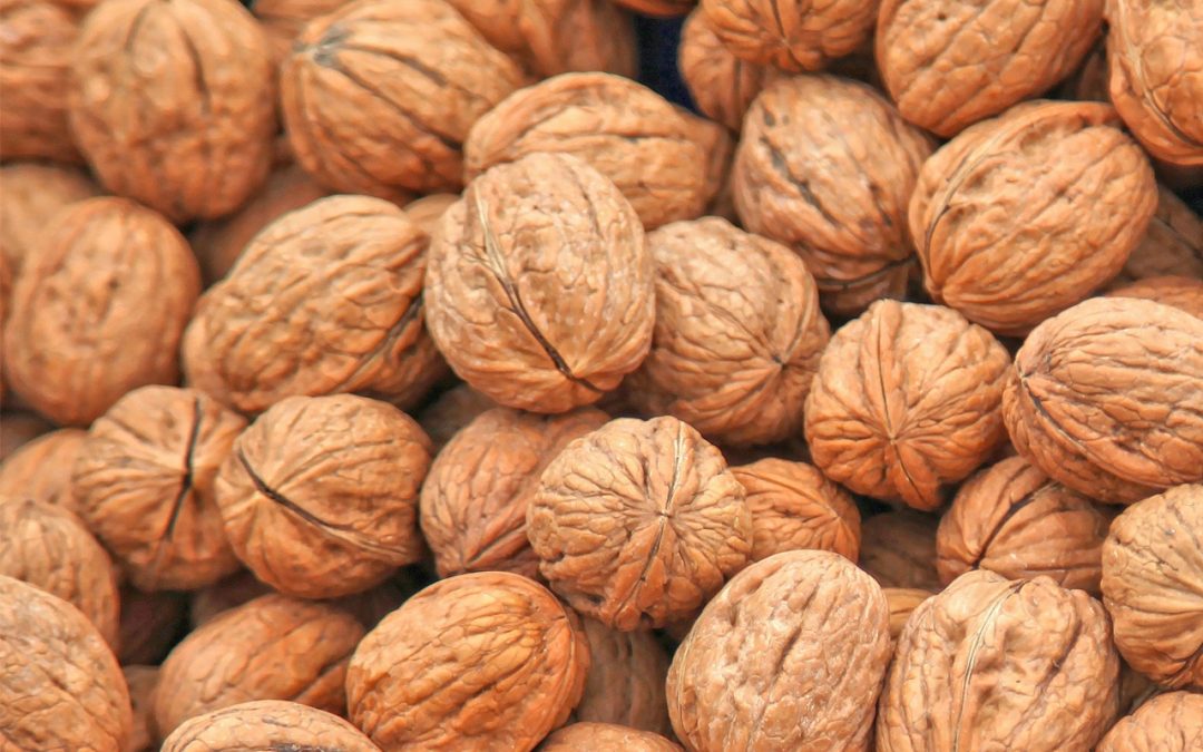 Walnüsse – Gesundheit knabbern