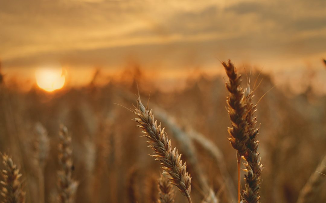 Wofür braucht unser Körper eigentlich Vitamin D3?