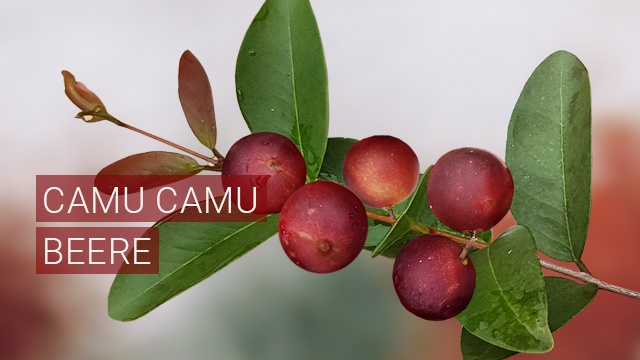 Camu Camu Beere - Paneta Lifebalance - Nahrungsergänzungsmittel